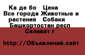 Ка де бо › Цена ­ 25 - Все города Животные и растения » Собаки   . Башкортостан респ.,Салават г.